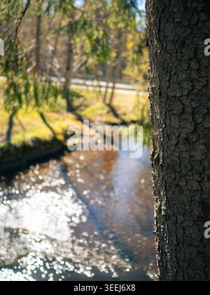 Tree trunk close-up beside Treppoja stream with sunlit bokeh reflections in spring, Harju County, Estonia Stock Photo