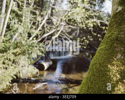 Moss-covered tree trunk beside Treppoja Cascade with flowing water and pipe in a spring forest, Estonia Stock Photo