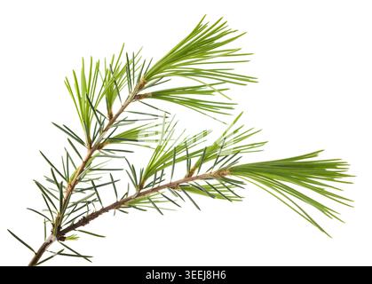Cedrus deodara branch isolated on white Stock Photo