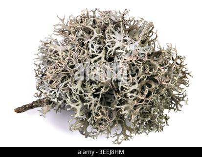 Iceland moss on a branch isolated on white background Stock Photo
