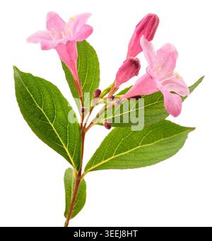Weigela flowers  isolated on white Stock Photo
