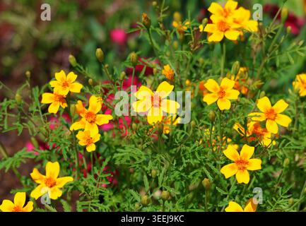 A close up of Marigold 'Golden Gem', Tagetes tenuifolia. Stock Photo