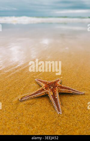 Starfish lying on smooth wet sand with soft ocean waves and cloudy sky in the background. Stock Photo