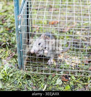 living rat trapped in an iron cage Stock Photo