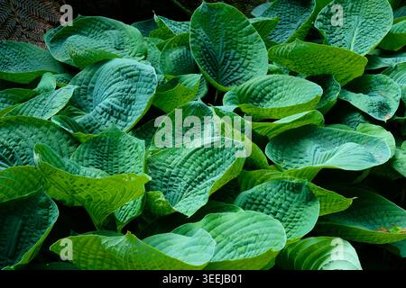 Full frame of lush, blue green costa leaves (Hosta Sieboldiana 'Elegans') growing densely as shade loving perennial ground cover in an English garden. Stock Photo