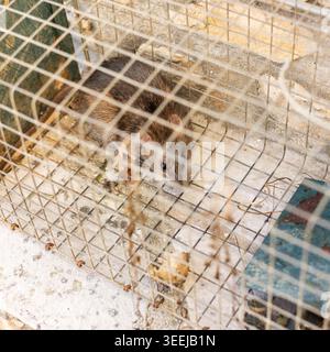 living rat trapped in an iron cage Stock Photo
