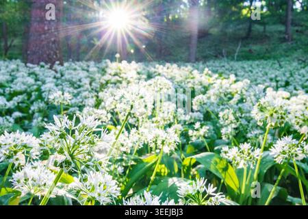 blossoming wild garlic Allium ursinum Perchtoldsdorf Wienerwald, Vienna Woods Niederösterreich, Lower Austria Austria Stock Photo
