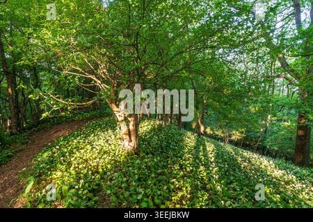 blossoming wild garlic Allium ursinum Perchtoldsdorf Wienerwald, Vienna Woods Niederösterreich, Lower Austria Austria Stock Photo