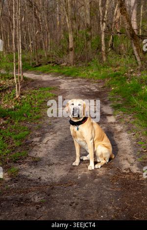 A yellow lab sits patiently on a hiking trail. Stock Photo