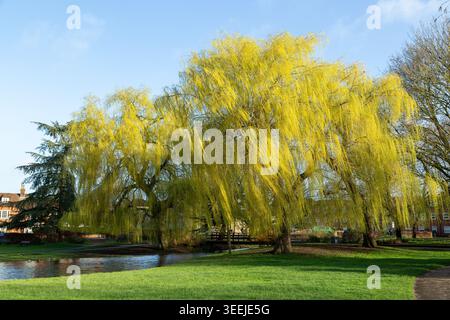 Beautiful Weeping Willow Tree in Queen Elizabeth Gardens Salisbury, Wiltshire, England Stock Photo