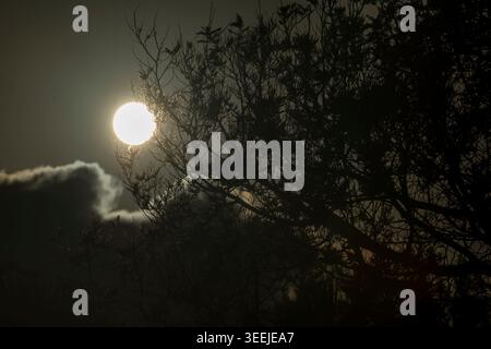 The sun rises between the branches of a mimosa and a blanket of clouds Stock Photo