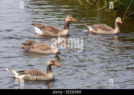Greylag Geese swimming on Loch Leven, Kinross, Scotland Stock Photo