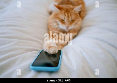 Ginger cat stretching a paw onto a modern smartphone with a blue case, relaxing on a light textured bedspread, showcasing the interaction between pets and technology in a domestic setting Stock Photo