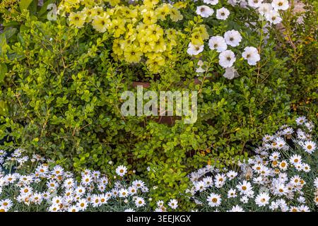 Vibrant flowers in full spring bloom Stock Photo