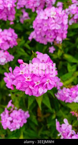 Isolated shot focuses texture of phlox flower petals, highlighted by natural light. Vibrant pink contrasts with leafy green. Perfect for promotions of Stock Photo