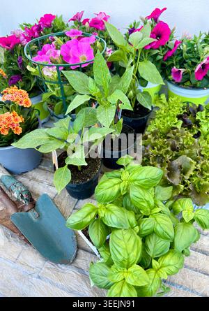 Spring gardening layout with vegetable seedlings, colorful flowers and hand trowels on wooden table. Urban gardening, homegrown organic food, hobby. Stock Photo