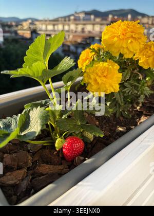Strawberry plants with ripe fruits grown together with yellow marigold flowers in a balcony planter. Gardening concept. Stock Photo