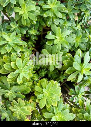 Close-up of a lush Sedum palmeri succulent plant wet with fresh raindrops. Vibrant green natural background, top view botanical photography. Stock Photo