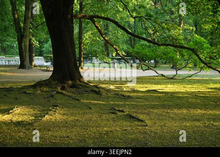 Large tree trunk with exposed roots is casting long shadows on a grassy park lawn during sunset. Stock Photo