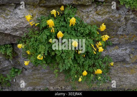 Gelber Scheinlerchensporn an der Mauer, Stock Photo