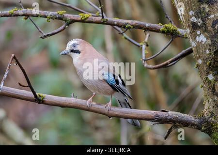 Eurasian jay (Garrulus glandarius) perched on tree branch in natural woodland habitat, close-up wildlife photograph Stock Photo