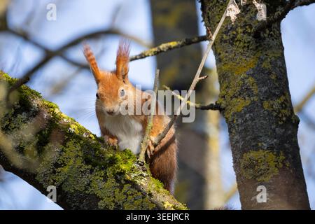 Eurasian red squirrel perched on mossy tree branch in forest, wildlife close-up in natural woodland habitat Stock Photo