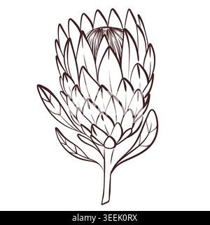 Simple protea bud line drawing, black and white vector illustration, floral element for modern design Stock Vector