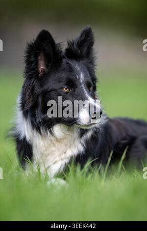 Black and White Border Collie sheepdog. North Yorkshire, UK. Stock Photo