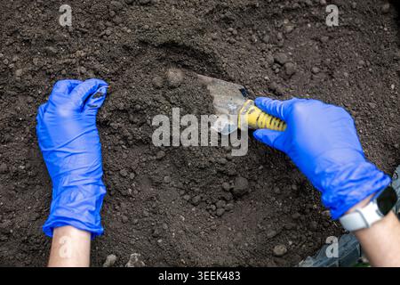 Gardener Preparing Soil With Hand Trowel. Hands in blue gloves loosen dark garden soil with a trowel, preparing an outdoor bed for planting. Stock Photo