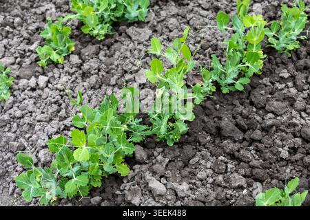 Young Green Pea Plants Growing in Soil. Fresh pea seedlings sprout in cultivated garden soil, showing healthy green growth in an agricultural Stock Photo