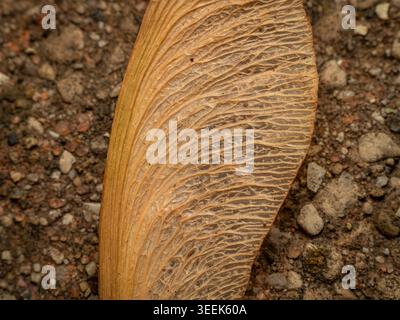 Extreme macro close up of a dried brown maple seed wing showing intricate vein patterns and texture on a gravel ground surface Stock Photo
