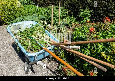 Blue plastic wheelbarrow filled with green garden waste and tools on a gravel path next to a lush green flowerbed in a garden. Stock Photo