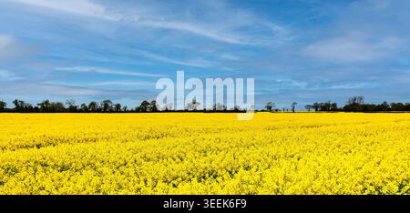 Vibrant yellow rapeseed field under a blue sky with wispy clouds near Dublin, Ireland. A line of silhouette trees borders the horizon. Stock Photo