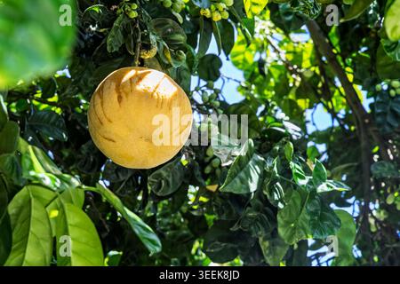 Close up of a yellow grapefruit hanging from tree on Capri, Italy in April 2026 Stock Photo