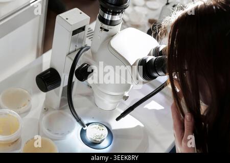 Person observing a sample in a petri dish under a binocular microscope, highlighting modern laboratory equipment. Stock Photo