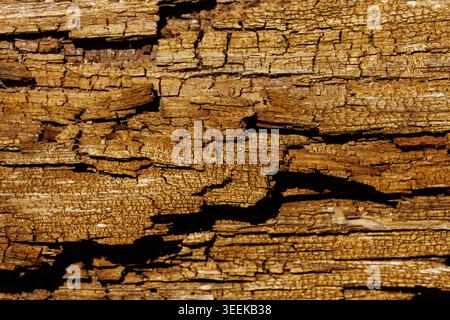 Worn wooden surface closeup. Closeup photograph showing cracks on old weathered wood surface. Highresolution image emphasizing texture and cracks of Stock Photo