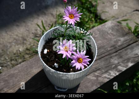 Hydrangea plant in pot with vibrant purple and pink flower clusters and lush green foliage Stock Photo