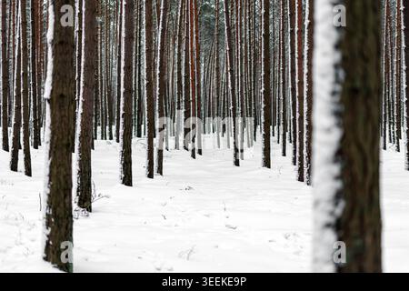 Vertical pine tree trunks in a snow-covered winter forest. Stock Photo