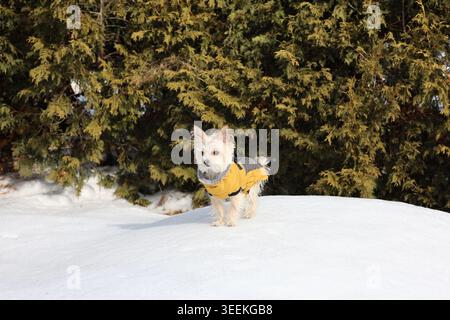 Tiny white terrier dog wearing a yellow and grey winter jacket standing on snow with green cedars behind Stock Photo