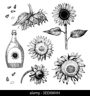 Set of sunflower plants, flowers and seeds. Hand-drawn realistic monochrome ink illustration. Stock Vector