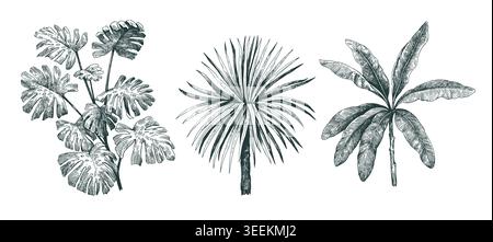Set of tropical plants, palms and monstera. Vector hand-drawn monochrome ink illustrations. Stock Vector