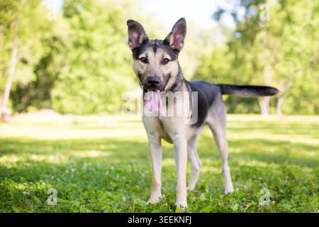 A happy German Shepherd mixed breed puppy standing outdoors and looking at the camera Stock Photo