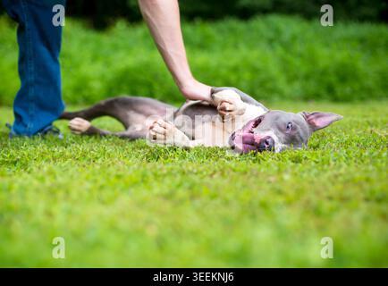 A happy gray and white Pit Bull Terrier mixed breed dog rolling in the grass and being petted Stock Photo