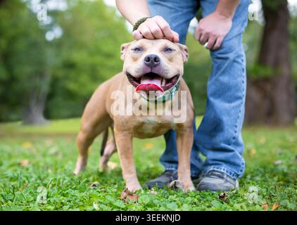 A person petting a happy Pit Bull Terrier mixed breed dog on its head Stock Photo