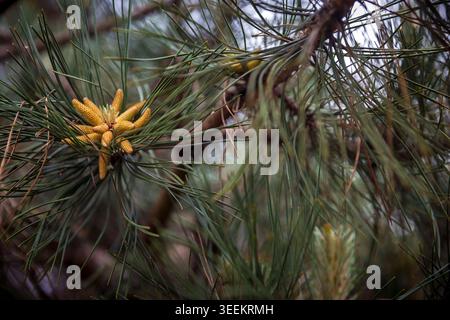 Male pine cones growing on a branch with long needles. Stock Photo