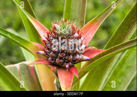 snake plant seed Mother Nature's Apothecary Seed Collection – Snake River Seed Cooperative main image 0