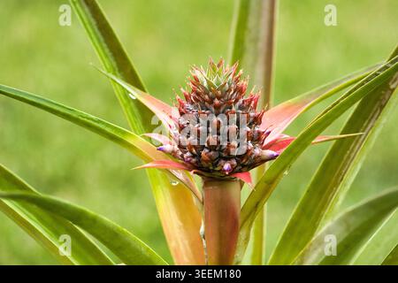 Abstract beauty of a recent pineapple bloom. Stock Photo