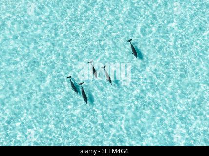 Aerial view of a pod of dolphins swimming through crystal clear turquoise water with sunlit ripples in Vashafaru, Haa Alif Atoll, Maldives. Stock Photo