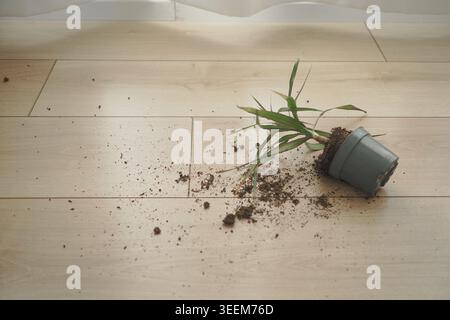 Plant pot falls over on the floor and spills dirt everywhere Stock Photo