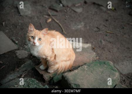 Orange tabby with white chest and paws sitting on rocky dirt outdoors, green eyes fixed on camera with a curious, alert expression suggesting vulnerab Stock Photo